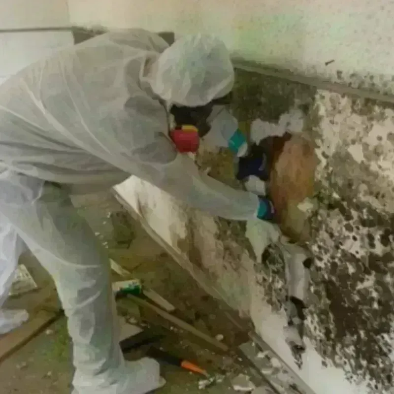 Mold Remediation and Removal in Lemon Grove, CA